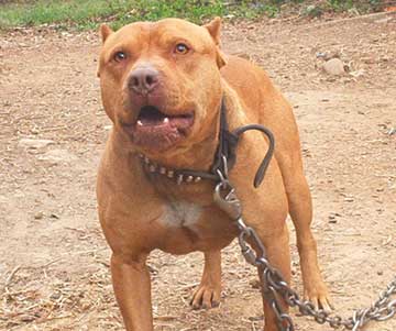 Kain a Male Red Nose Pit Bull