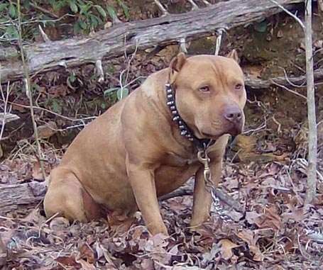 Red Red Nose American Pit Bull Terrier