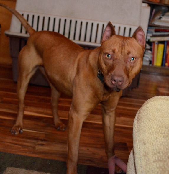 Lily a Female Red Nose Pit Bull