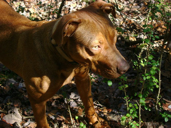 Female Red Nose Pit Bull at 2 Years Old