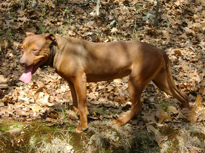 Female Red Nose Pit Bull at 2 Years Old