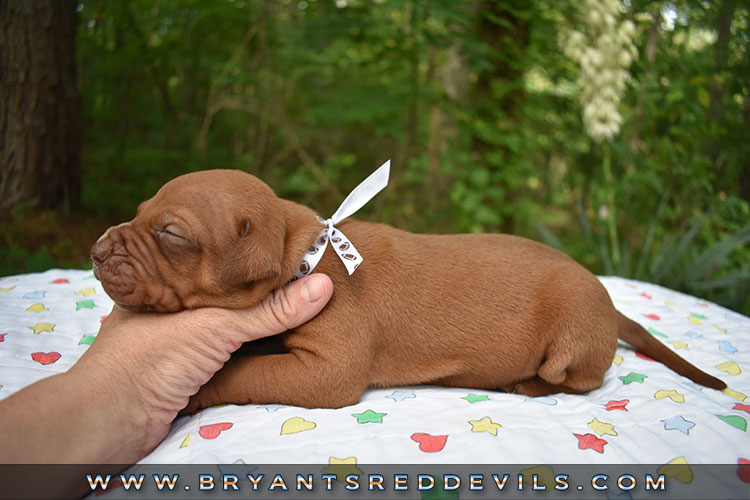 Red Nose Pit Bull Puppies For Sale