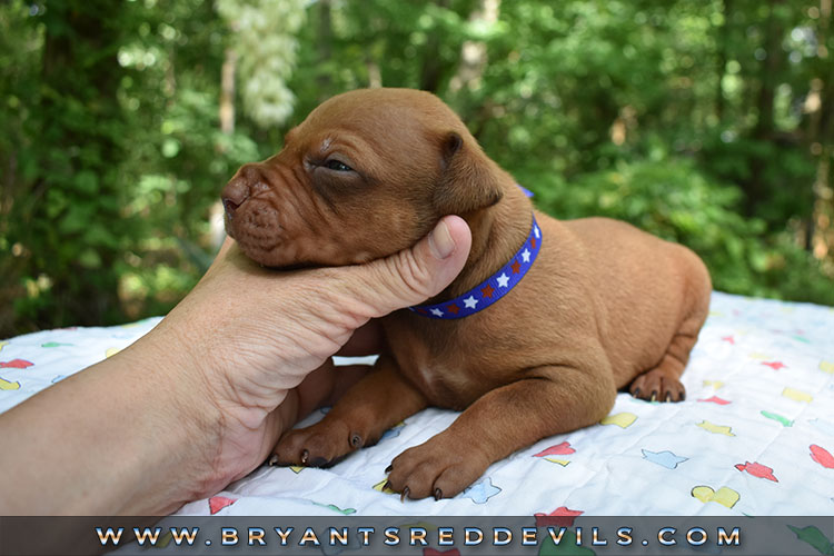 Red Nose Pit Bull Puppies For Sale