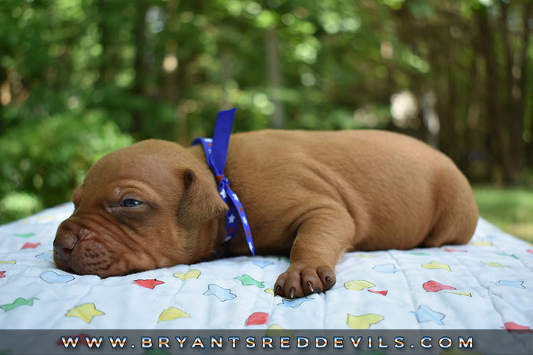 Red Nose Pit Bull Puppies For Sale