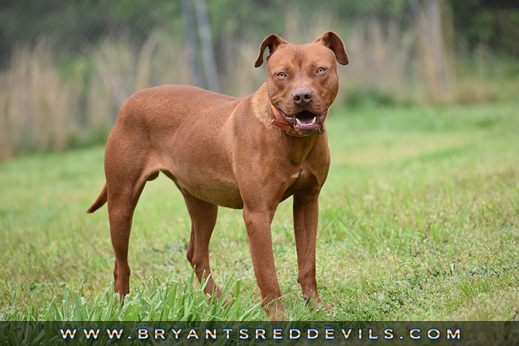 Pig a Male Red Nose Pit Bull