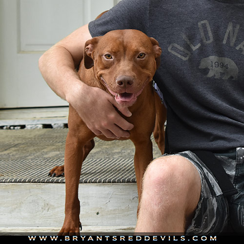 Poppy a Female Red Nose Pit Bull