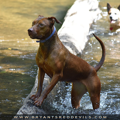 Poppy a Female Red Nose Pit Bull