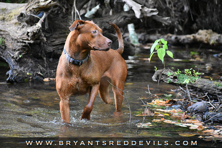 Old Family Red Nose Puppy