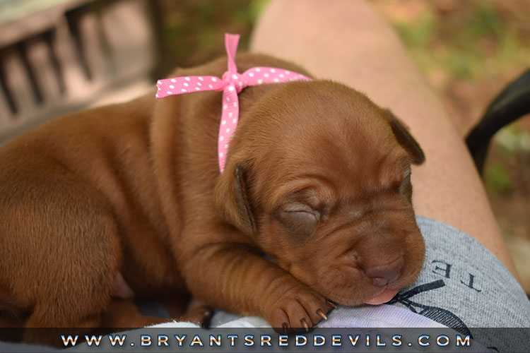 Old Family Red Nose Puppy