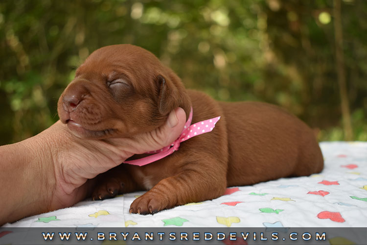 Old Family Red Nose Puppy