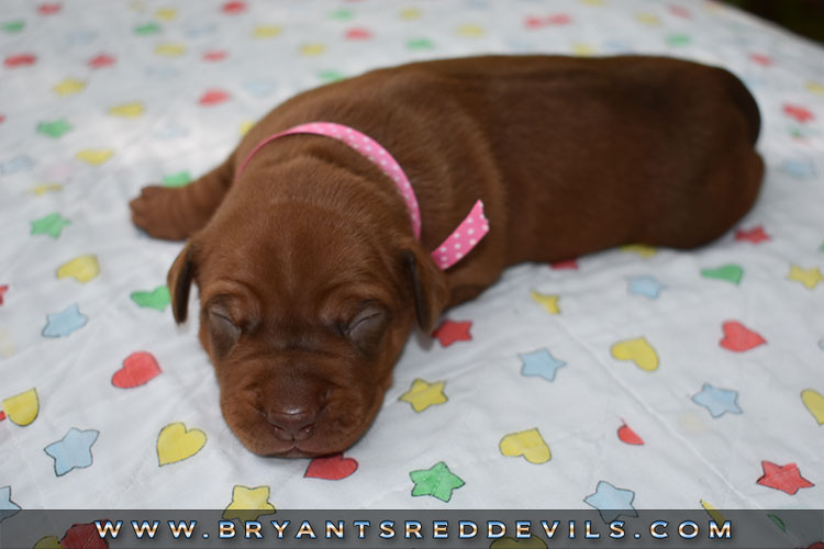 Old Family Red Nose Puppy