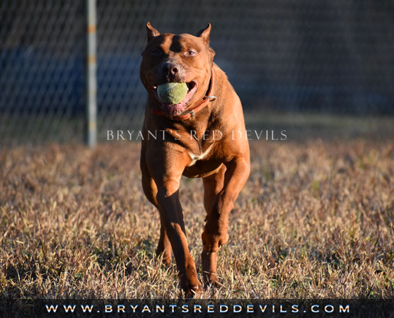 Male Old Family Red Nose Pit Bull