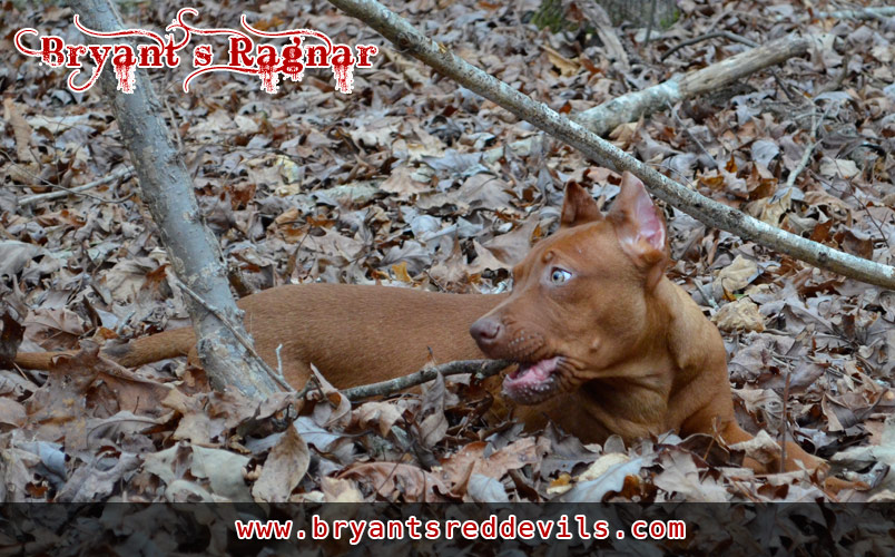Red Nose Pitbull Puppy