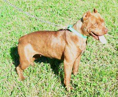 Female Chocolate Red Nose American Pit Bull Terrier