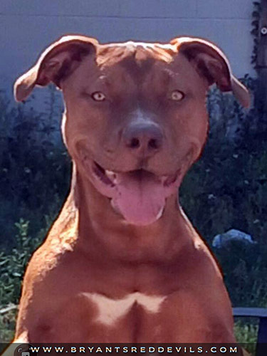 Red Nose Pit Bulls