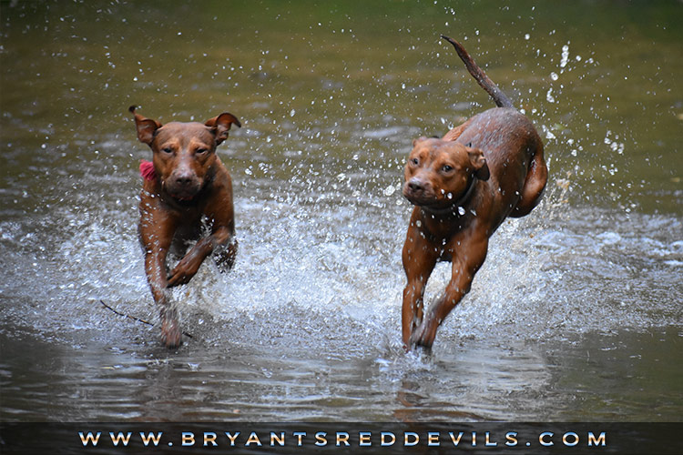 Red Nose Pit Bulls