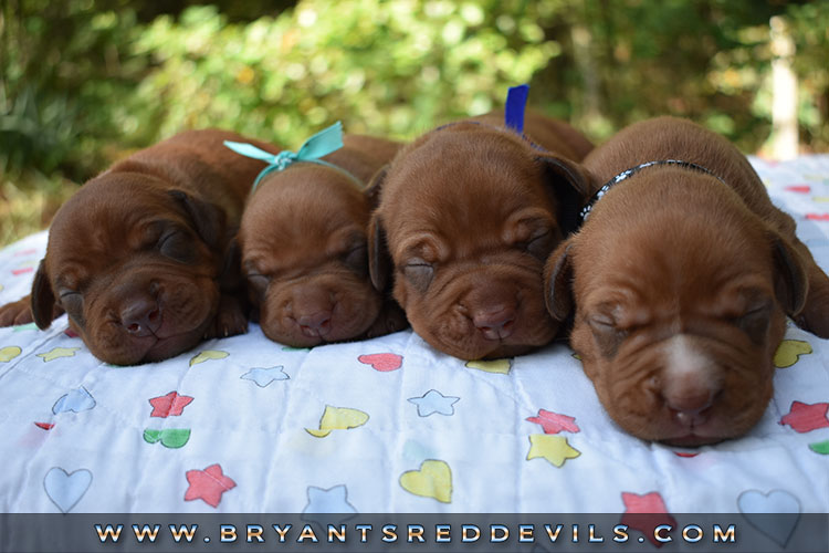 Red Nose Pit Bulls