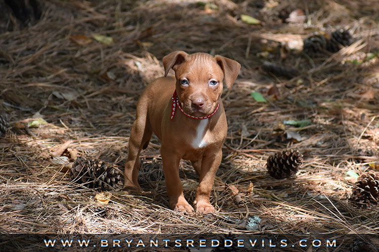 Red Nose Pit Bull Puppies For Sale