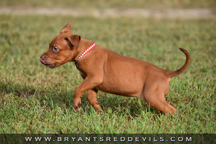 Red Nose Pit Bull Puppies For Sale