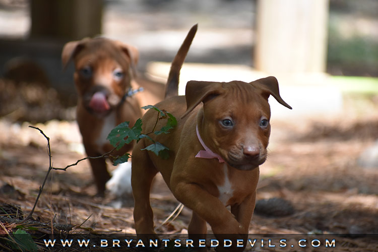 Red Nose Pit Bull Puppies For Sale