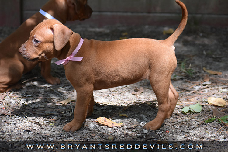 Red Nose Pit Bull Puppies For Sale