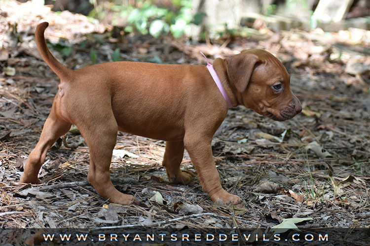 Red Nose Pit Bull Puppies For Sale