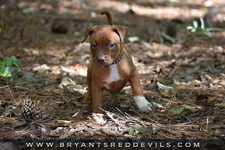 Red Nose Pit Bull Puppies For Sale