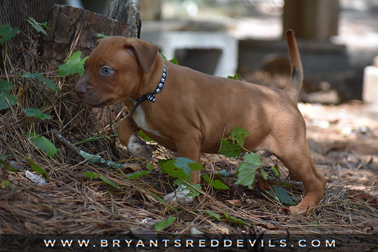 Red Nose Pit Bull Puppies For Sale