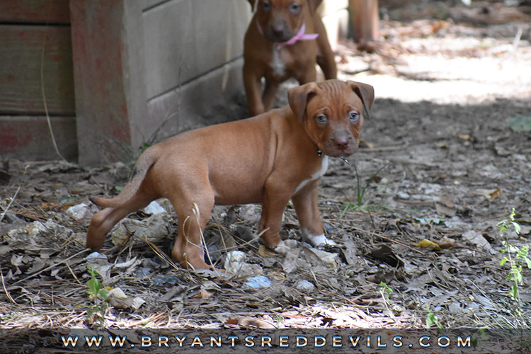 Red Nose Pit Bull Puppies For Sale