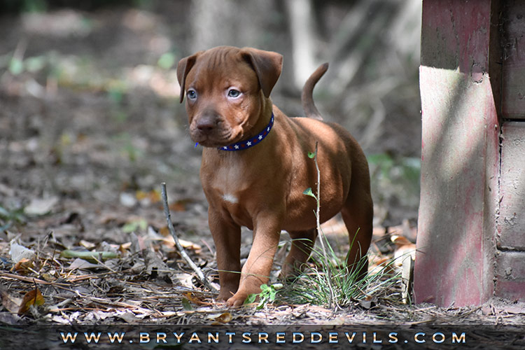 Red Nose Pit Bull Puppies For Sale