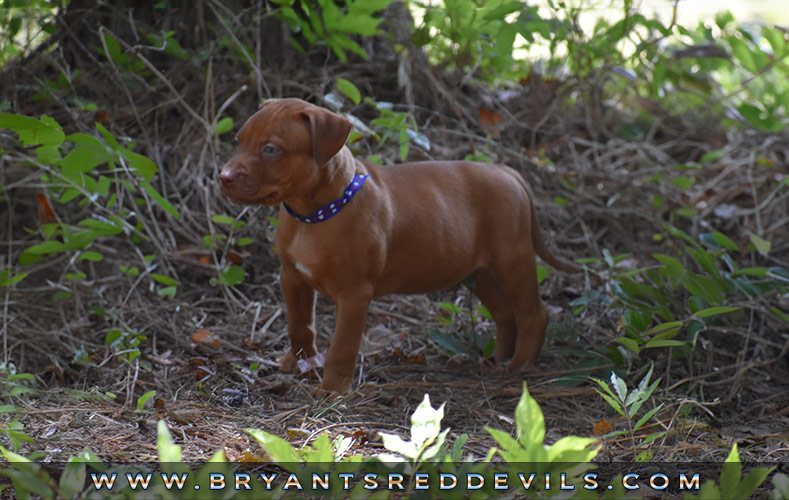 Red Nose Pit Bull Puppies For Sale