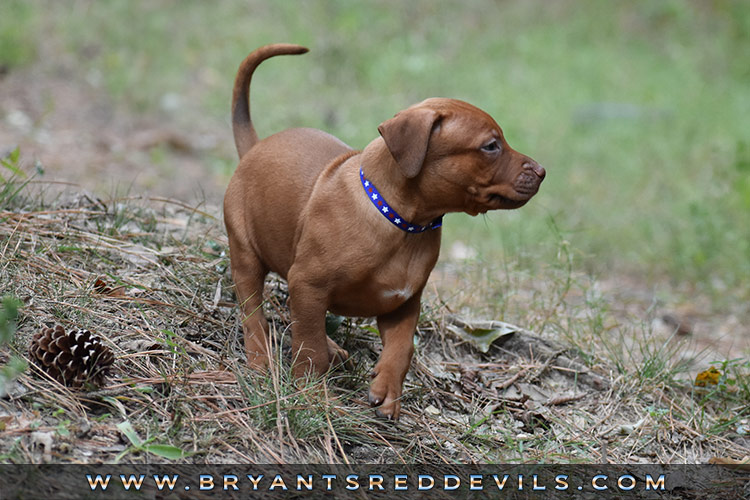 Red Nose Pit Bull Puppies For Sale