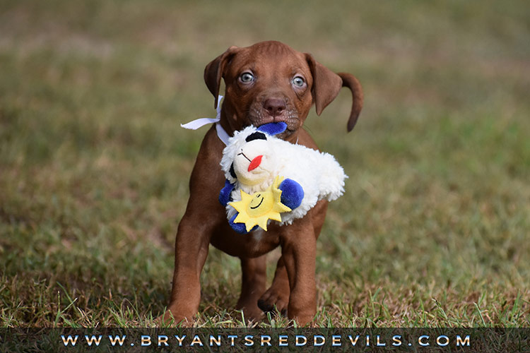 Red Nose Pit Bull Puppies For Sale