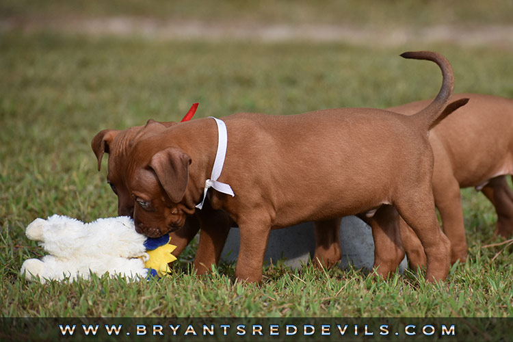 Red Nose Pit Bull Puppies For Sale