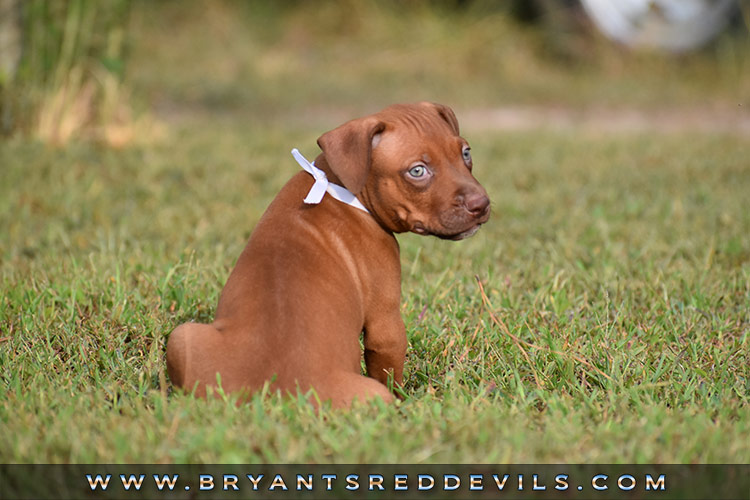 Red Nose Pit Bull Puppies For Sale