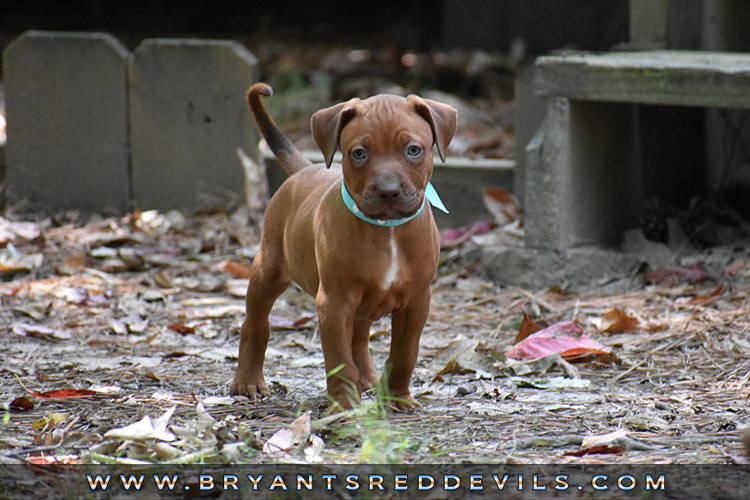 Red Nose Pit Bull Puppies For Sale