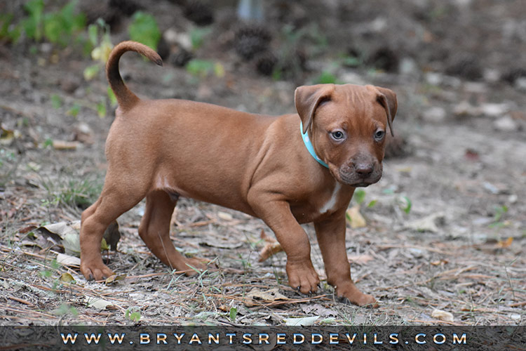 Red Nose Pit Bull Puppies For Sale