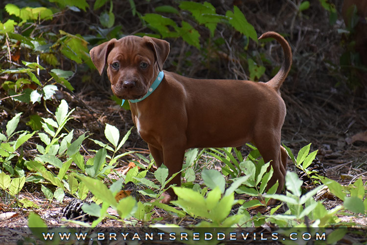 Red Nose Pit Bull Puppies For Sale