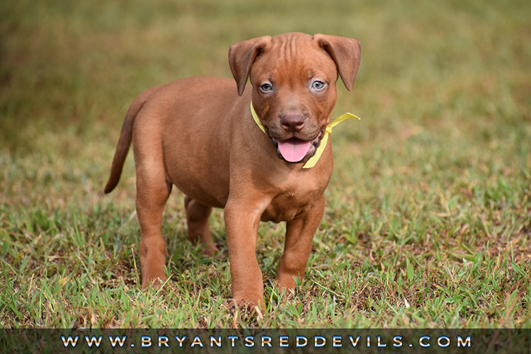 Red Nose Pit Bull Puppies For Sale