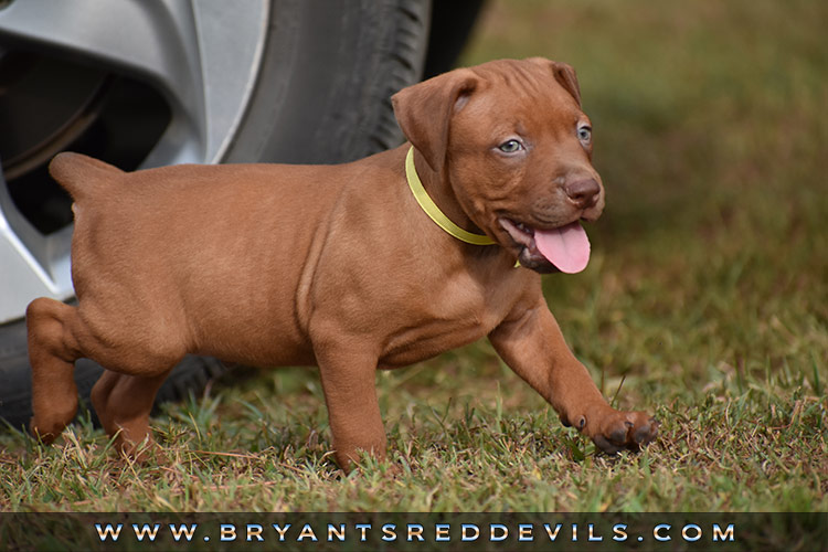 Red Nose Pit Bull Puppies For Sale