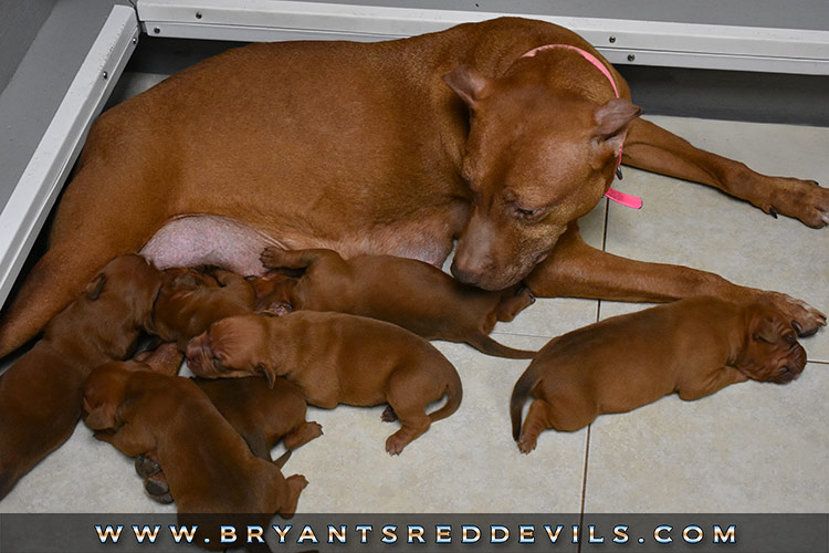 Red Nose Pit Bull Puppies for Sale
