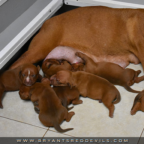 Red Nose Pit Bull Puppies for Sale