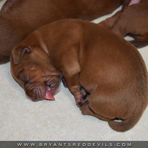Red Nose Pit Bull Puppies for Sale
