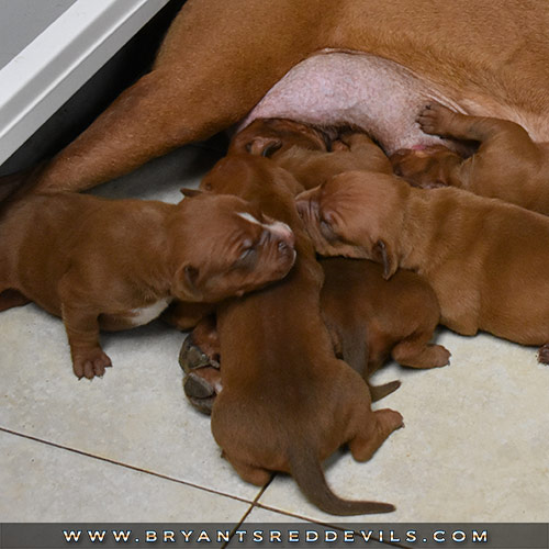 Red Nose Pit Bull Puppies for Sale