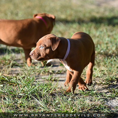 Red Nose Pit Bull Puppies For Sale