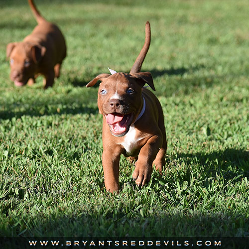 Red Nose Pit Bull Puppies For Sale