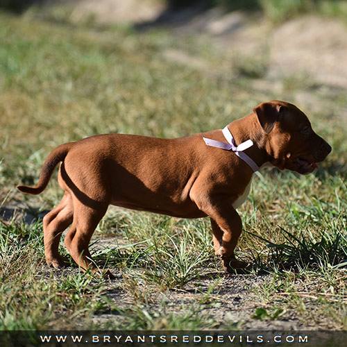 Red Nose Pit Bull Puppies For Sale