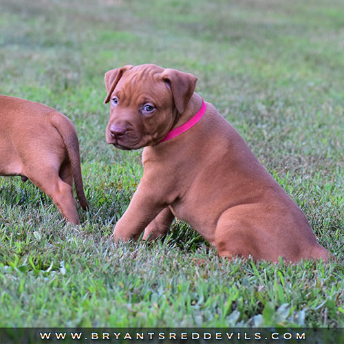 Red Nose Pit Bull Puppies For Sale