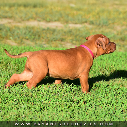 Red Nose Pit Bull Puppies For Sale