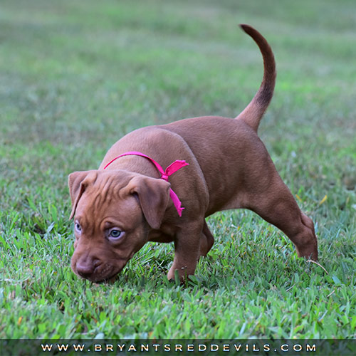 Red Nose Pit Bull Puppies For Sale